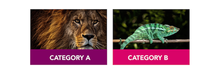 Category A And Category B: Lions And Chameleons