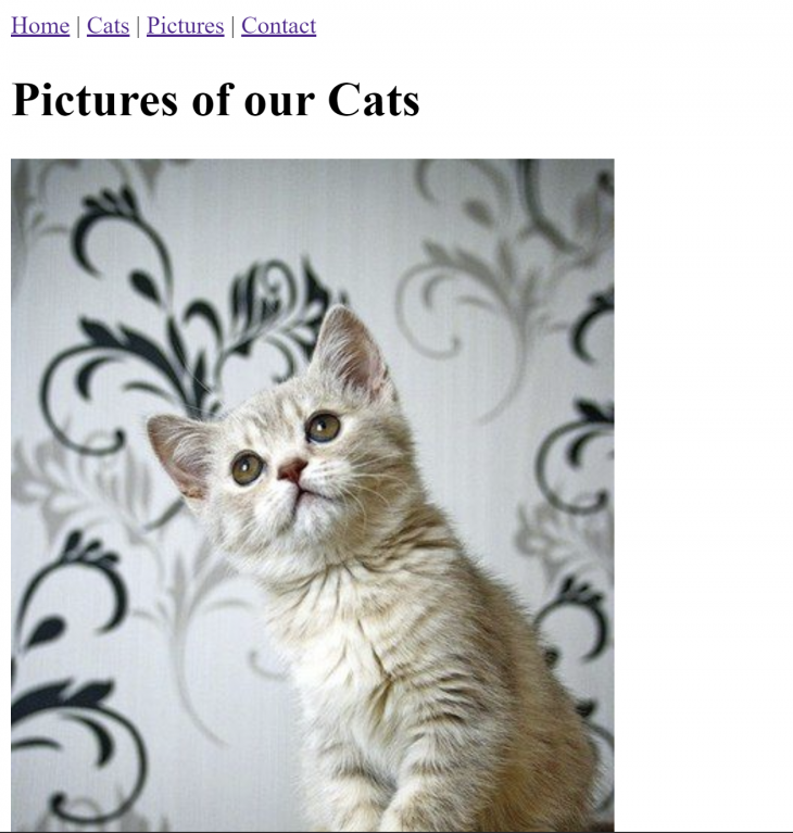 A screenshot of our Vue cat website featuring an image of a cat.