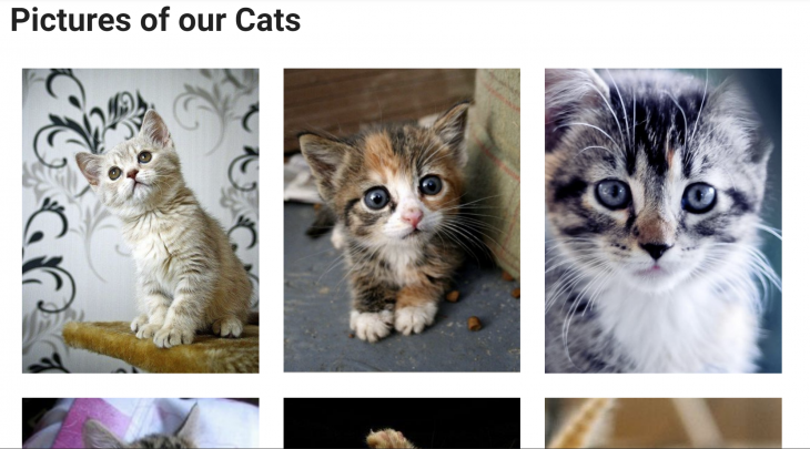Cat images lined up on Vuetify.