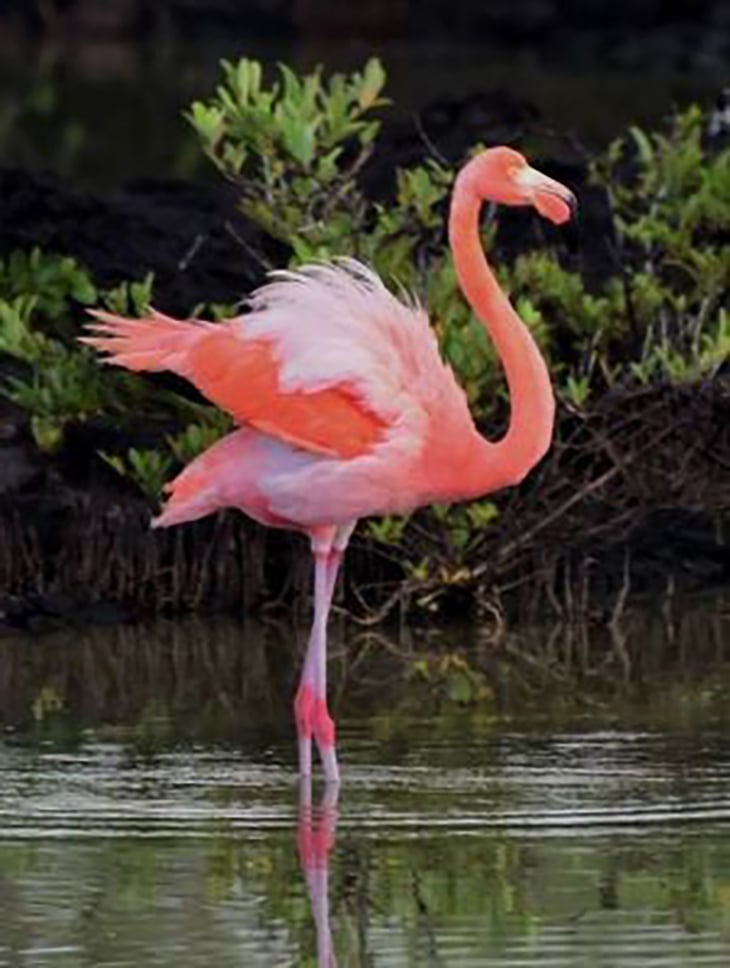 Small, profile flamingos sample