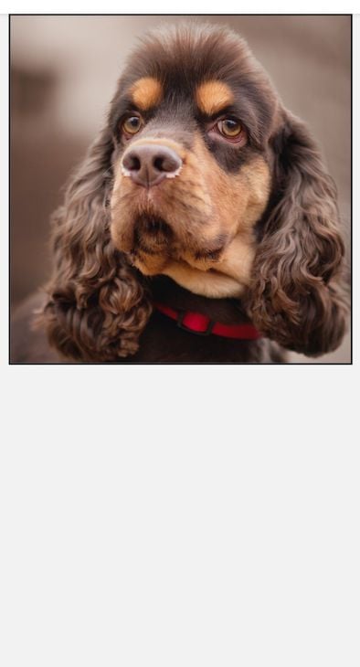 Stock Image Of Brown Dog In Red Collar Inserted Into Demo React Native Project To Prepare For Resizemode Tutorial