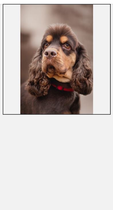 Stock Image Of Brown Dog In Red Collar Scaled Using React Native Resizemode With Contain Property, Resulting In Image Scaled To Display Fully Within Parent Container With Empty Spaces On Sides