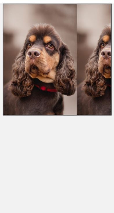 Stock Image Of Brown Dog In Red Collar Scaled Using React Native Resizemode With Repeat Property. Image Repeats Using Original Dimensions To Fill Parent Container While Displaying Full Image At Least Once