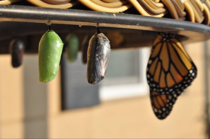 Butterflies and Cocoons