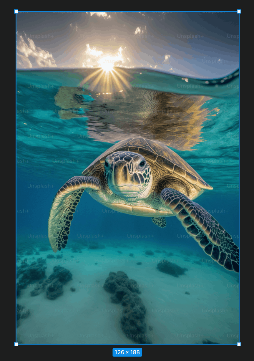 Cropping Turtle Image in Figma