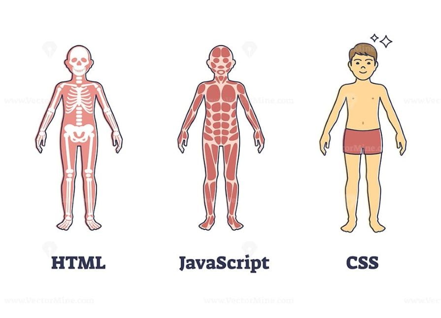 HTML, JavaScript, and CSS Represented by Human Anatomy Model
