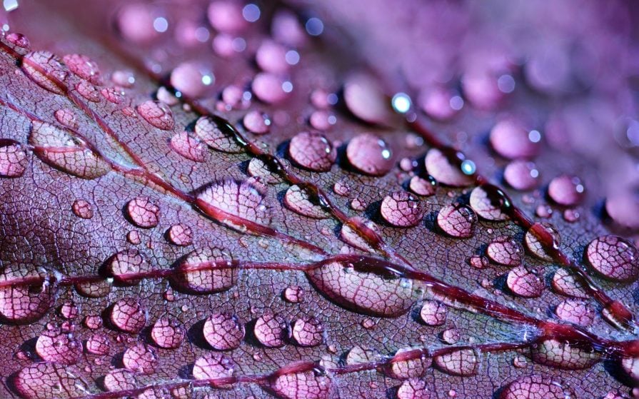 Water drops on a purple leaf.