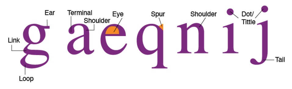 Lowercase Letters G, A, E, Q, N, I, And J With Labels And Colored Sections Showing Examples Of Terms For Individual Characters Such As Spur And Dot