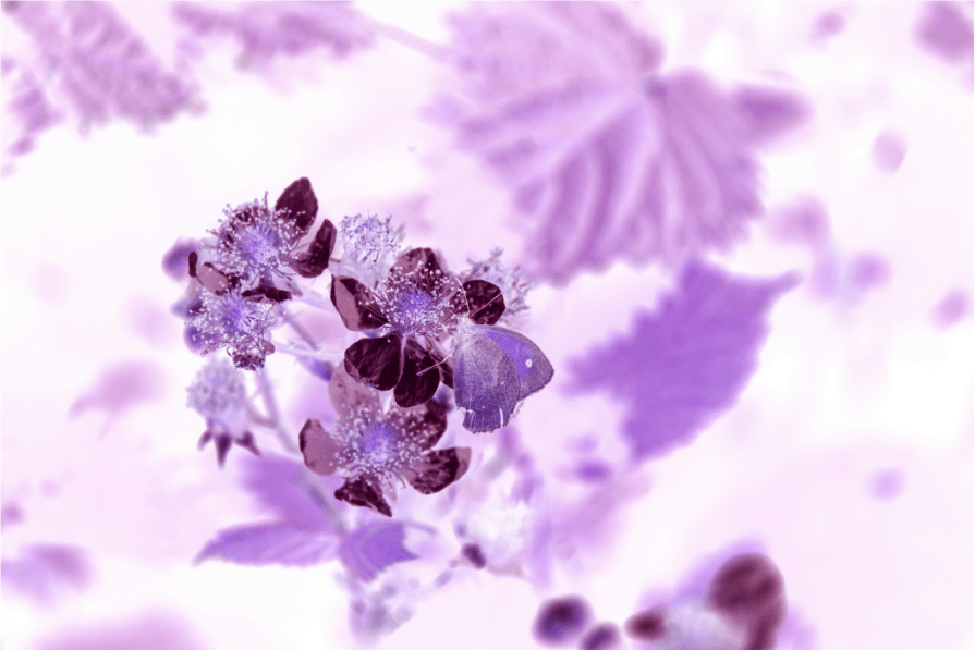 A close-up of a butterfly on a flower with an inverted color effect, demonstrating the CSS invert() backdrop-filter.