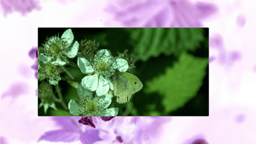 A close-up of a butterfly on a flower with the original colors restored using the CSS invert() backdrop-filter effect.